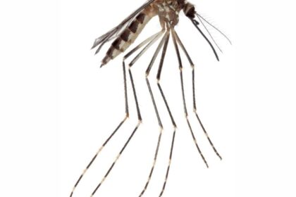 Scientists Confirmed a New US Mosquito Species—and It May Already Be Spreading