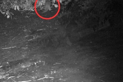 50 Years of Bronx River Clean-Up Efforts Lead to the First Otter Sighting in a Century