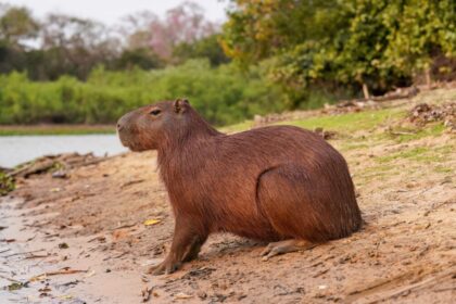 A Fossil Capybara Tooth Suggests the Atacama Desert Was Once Surprisingly Wet
