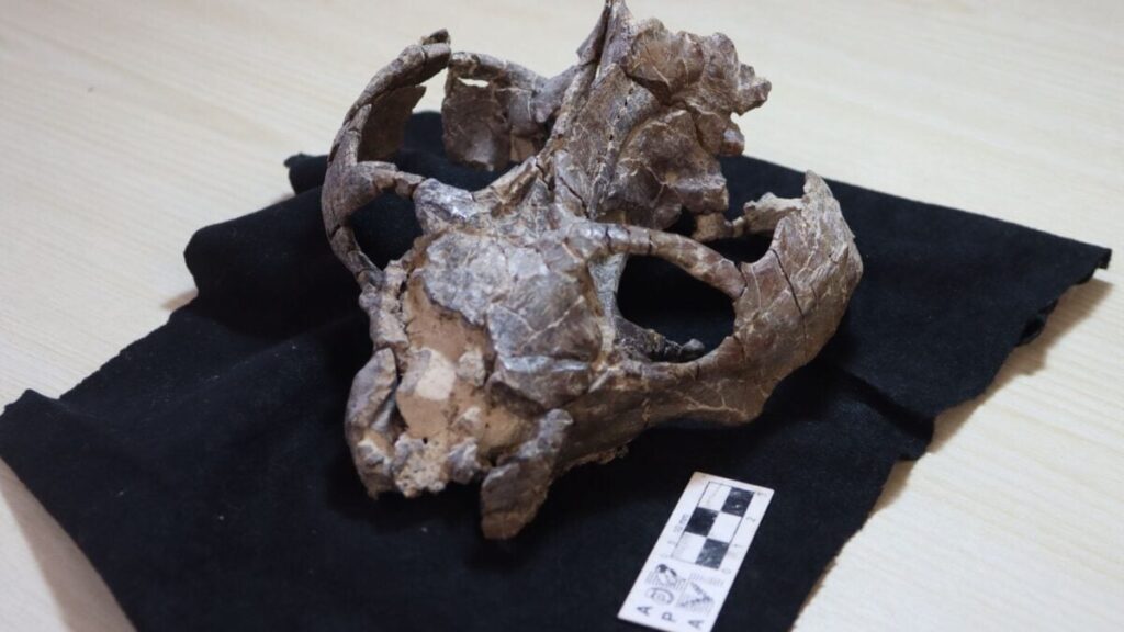 This 236-Million-Year-Old Fossil Just Rewrote the Story of Live Birth