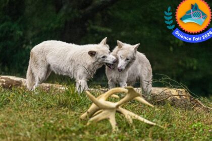 This Gene-Tech Is More Impressive Than the Extinct Dire Wolves It Created. Here’s Why