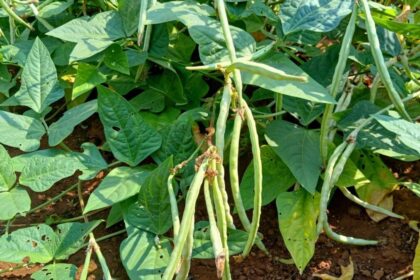 This Plant Summons Parasitic Wasps to Kill Its Enemies