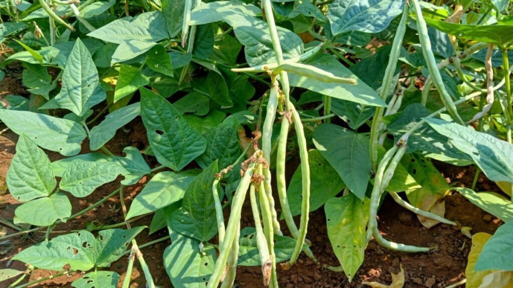 This Plant Summons Parasitic Wasps to Kill Its Enemies