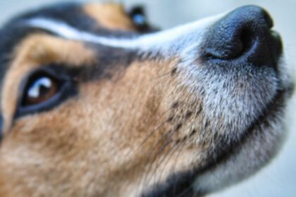 A Surprisingly Relatable Problem Makes Scent-Detection Dogs Worse at Their Job