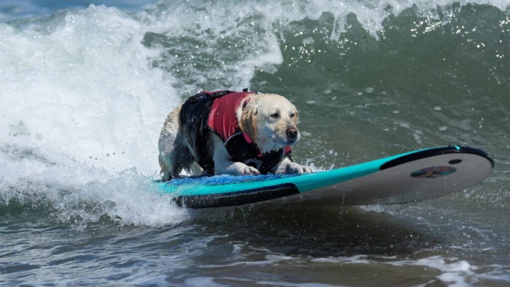 Here’s 15 Photos From the 2026 Dog Surfing Championships