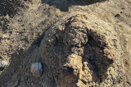 Massive Footprints Found in North Dakota Reveal How T. Rex Walked