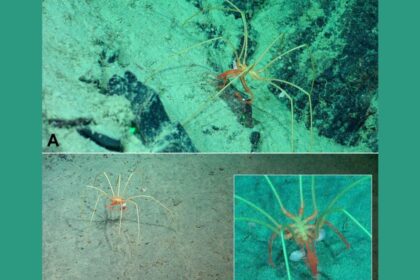 These Deep Sea Denizens Use Giant Sea Spiders as Ubers