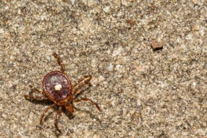 A Mysterious Tick Disease Has Been Spotted in New York