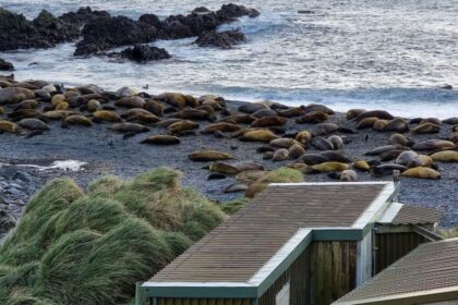 Australia Is Evacuating an Antarctic Base So No One Has to Watch Thousands of Seals Die