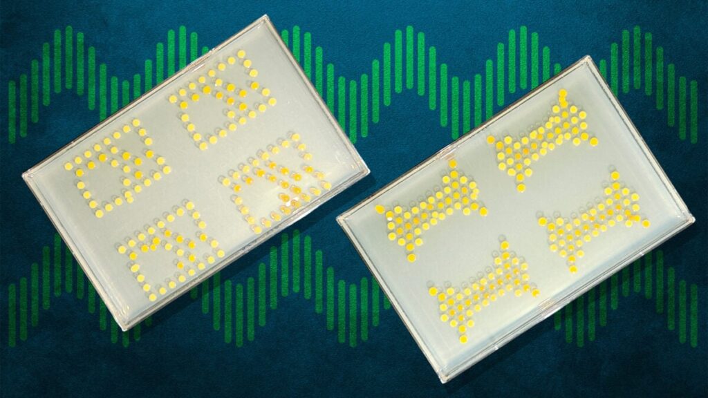 These Transistors Engineered With Bacteria Are Literally Alive, if a Little Slow