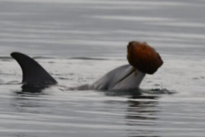 Dolphins Use Seashells to Scoop Up Fish and Eat Them in Rare Hunting Behavior