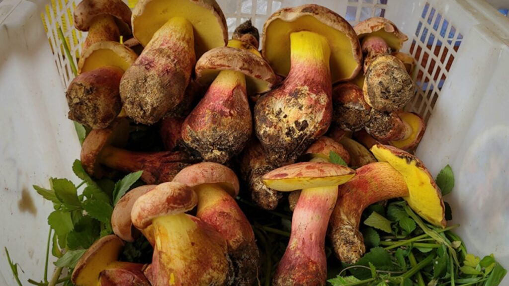 Scientists Identify Mushroom That Makes You Hallucinate ‘Tiny People’