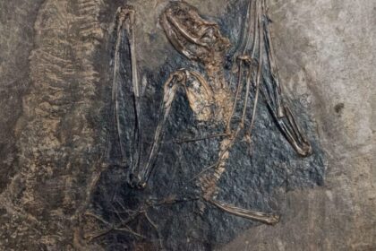 We Finally Know Where Bats Came From—and Dracula Would Approve