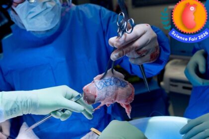 These Scientists Are Charting a New Future for Organ Transplantation—and It Starts With Pigs