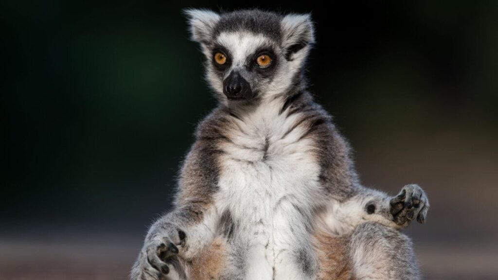 Vets Traced a Lemur’s Fatal Herpes Infection Back to a Yoga Class
