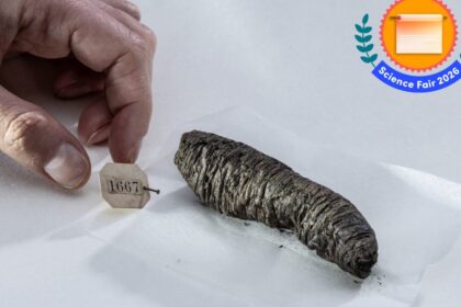 A Volcano Toasted This Scroll 2,000 Years Ago. Here’s How Scientists Read It Without Ever Opening It
