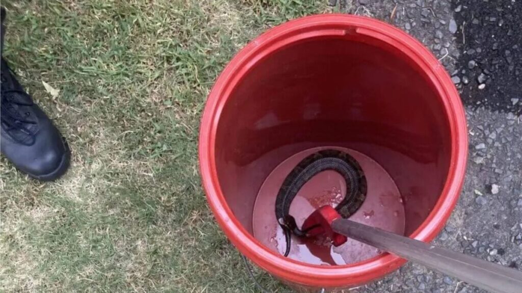 High Schooler Plays Football With Venomous Snake in His Helmet for an Hour, Somehow Escapes Unscathed