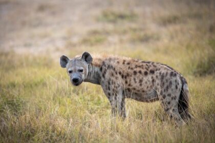 Scientists Thought Hyenas Followed Lions for Scraps. They Were Wrong