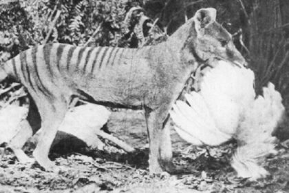 We Were Wrong About How the Extinct Tasmanian Tiger Hunted Its Prey