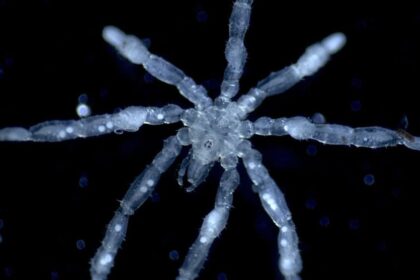 This Newly Discovered Sea Spider Is a Parasite With Its Own Parasites