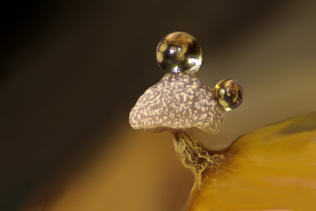 This slime mold carrying water droplets took 11th place.