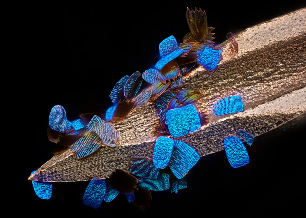 The 12th place went to this shot of a butterfly's wing scales on a medical syringe.