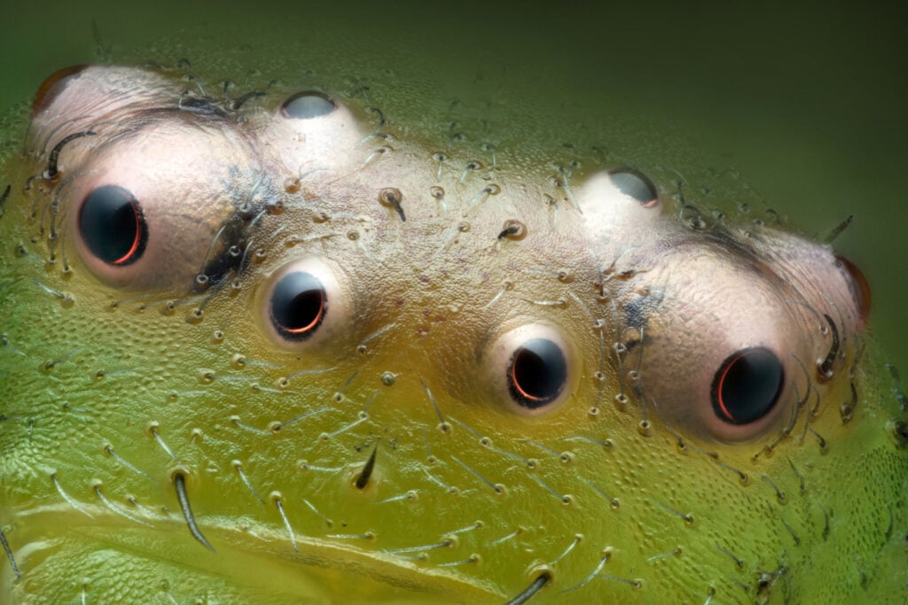 In 13th place was this shot of eyes of a green crab spider.