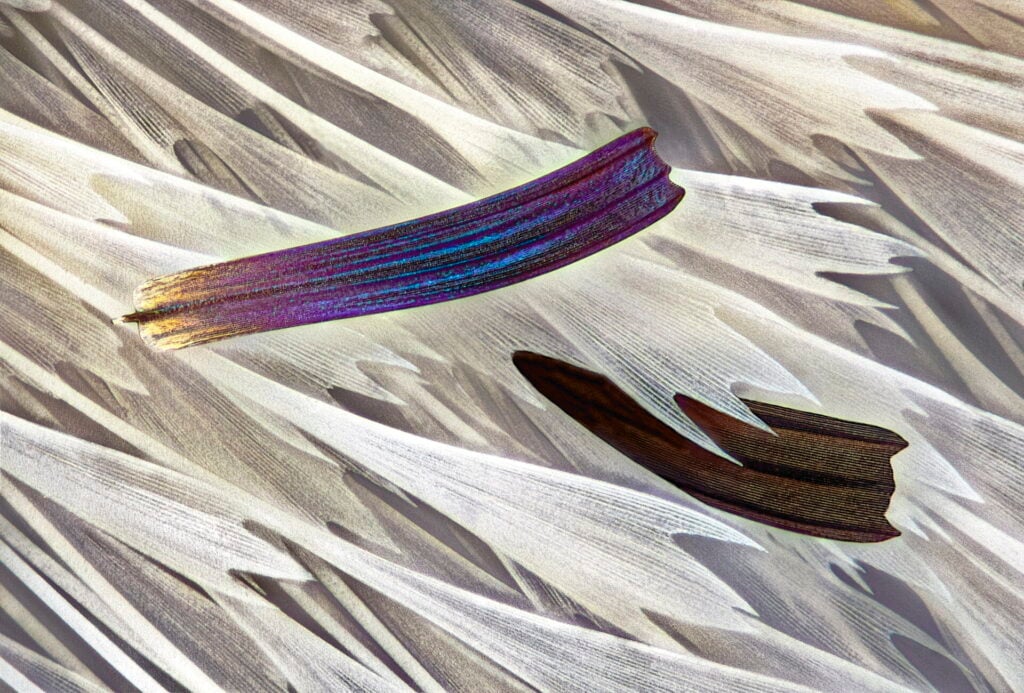 The 15th place wnet to this image of isolated scales of a Madagascan sunset moth's wing.