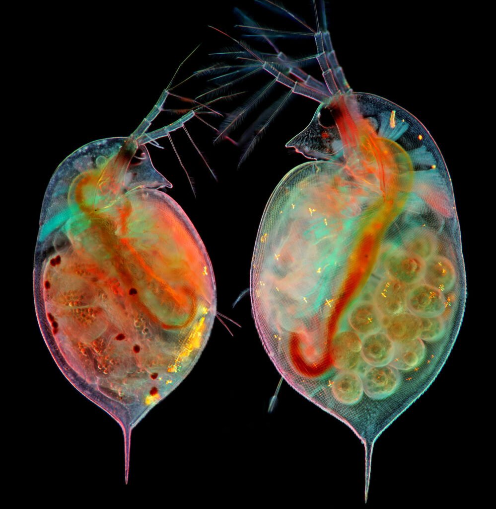 In 16th place was this shot of two water fleas with embryos (left) and eggs (right.)