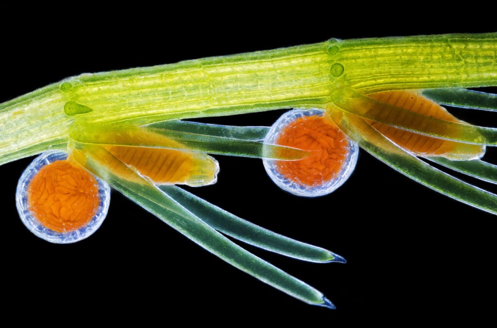 The 17th place image: The reproductive organs of stonewort algae.