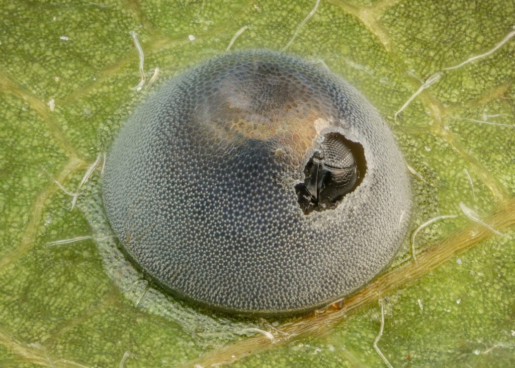 The 18th place image: An insect's egg parasitized by a wasp.