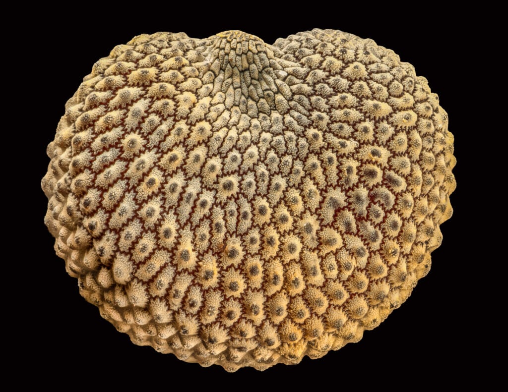 The seed of a Silene plant.