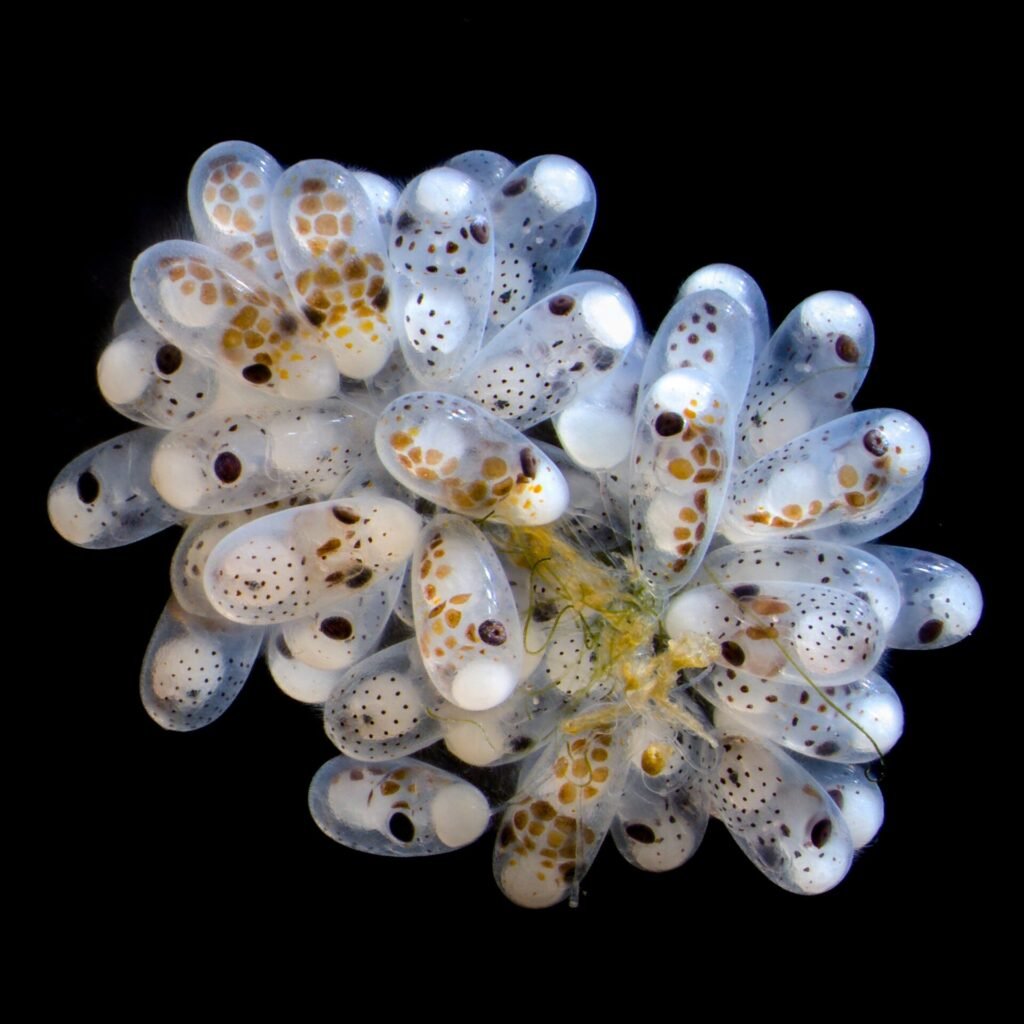 The 5th place image was this shot of octopus eggs.