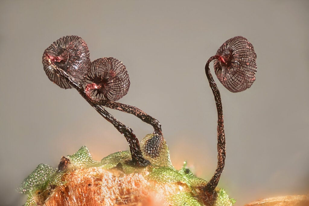 This slime mold image won 6th place.