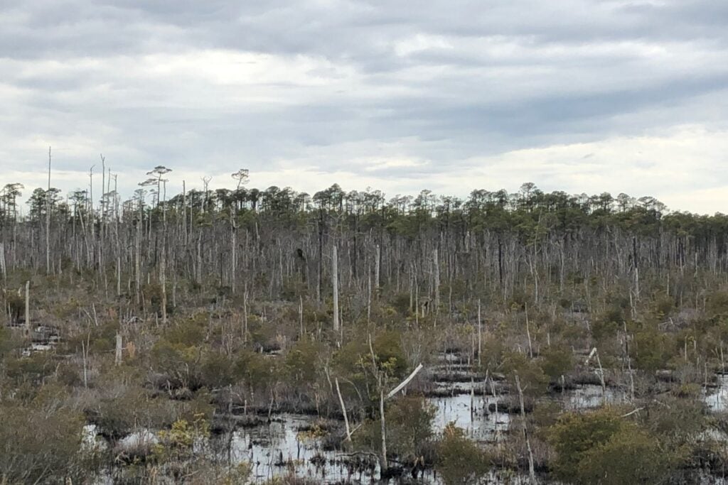 The ghost forest as seen in 2019.