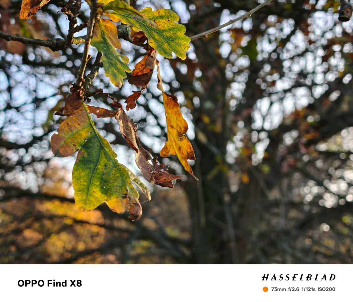 Oppo Find X8 test photo 15