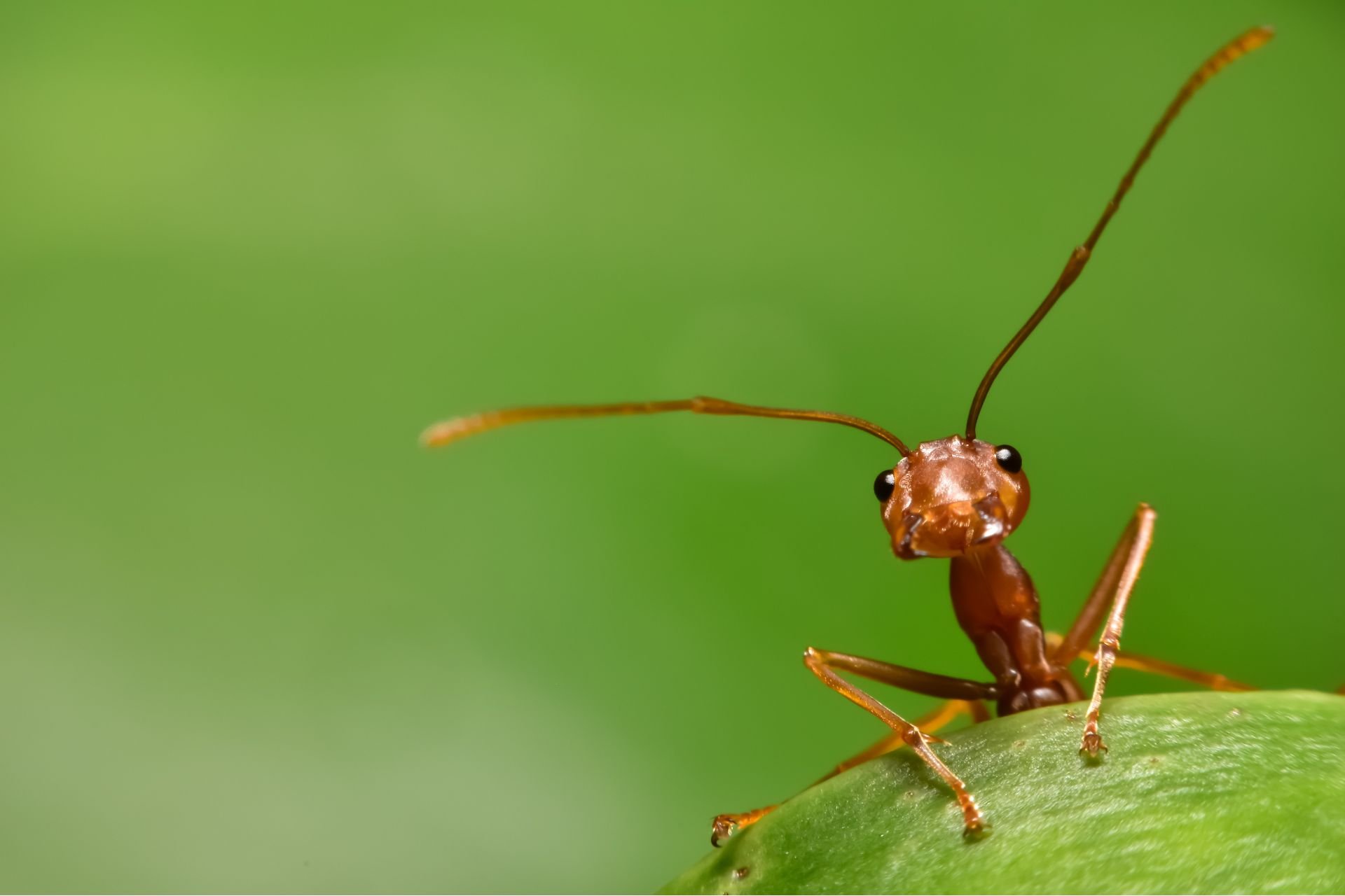 Red Ant Close Up
