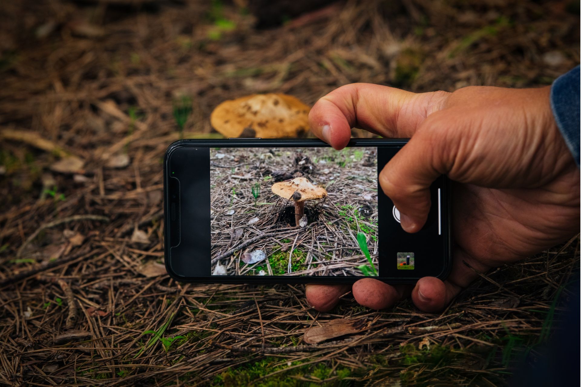 Smartphone Photorgraphing Mushroom