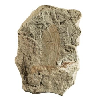 Mirasaura Fossil
