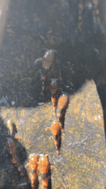 Bumblebee Catfish Climbing Up