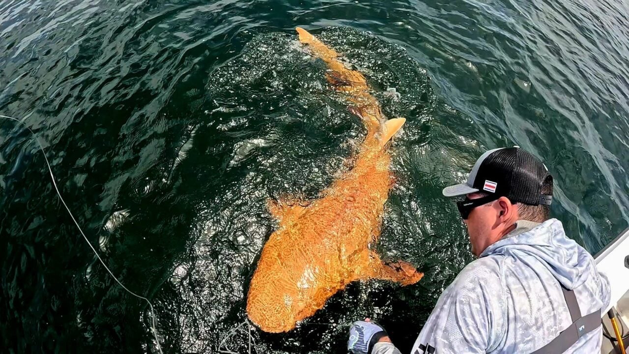 Orange Nurse Shark Xanthism Inline 2