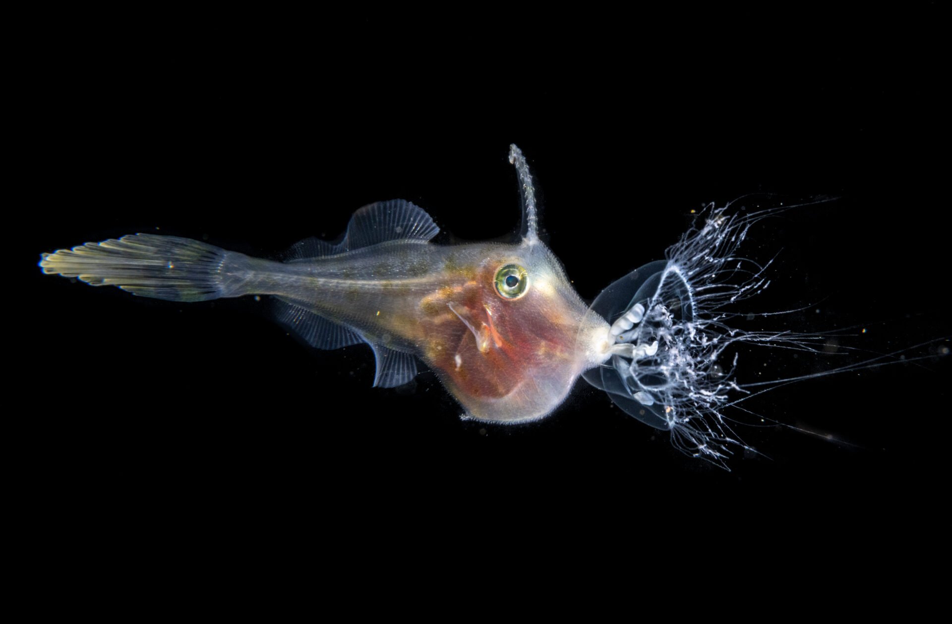 A fish captures a jellyfish