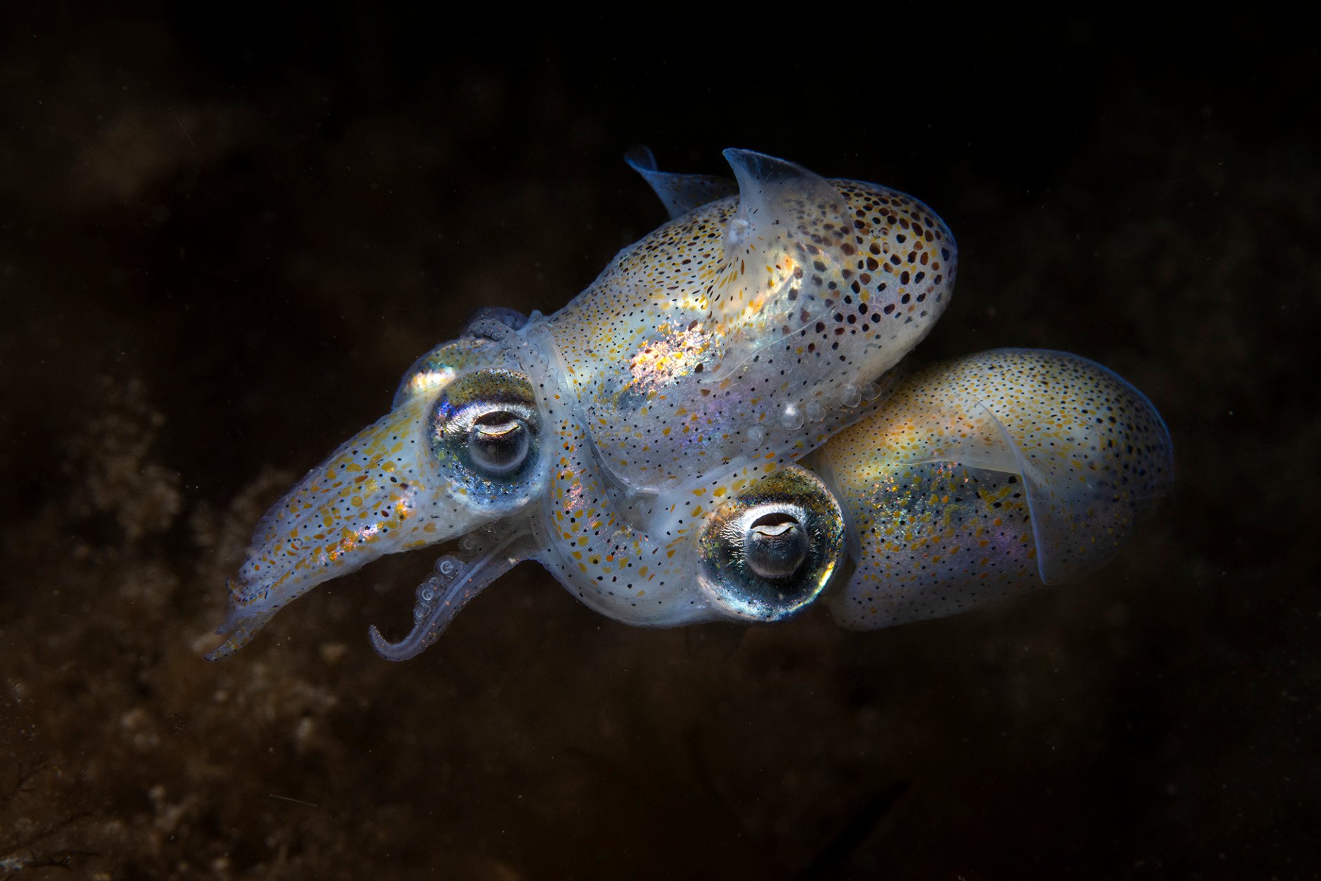 Bobtail squids