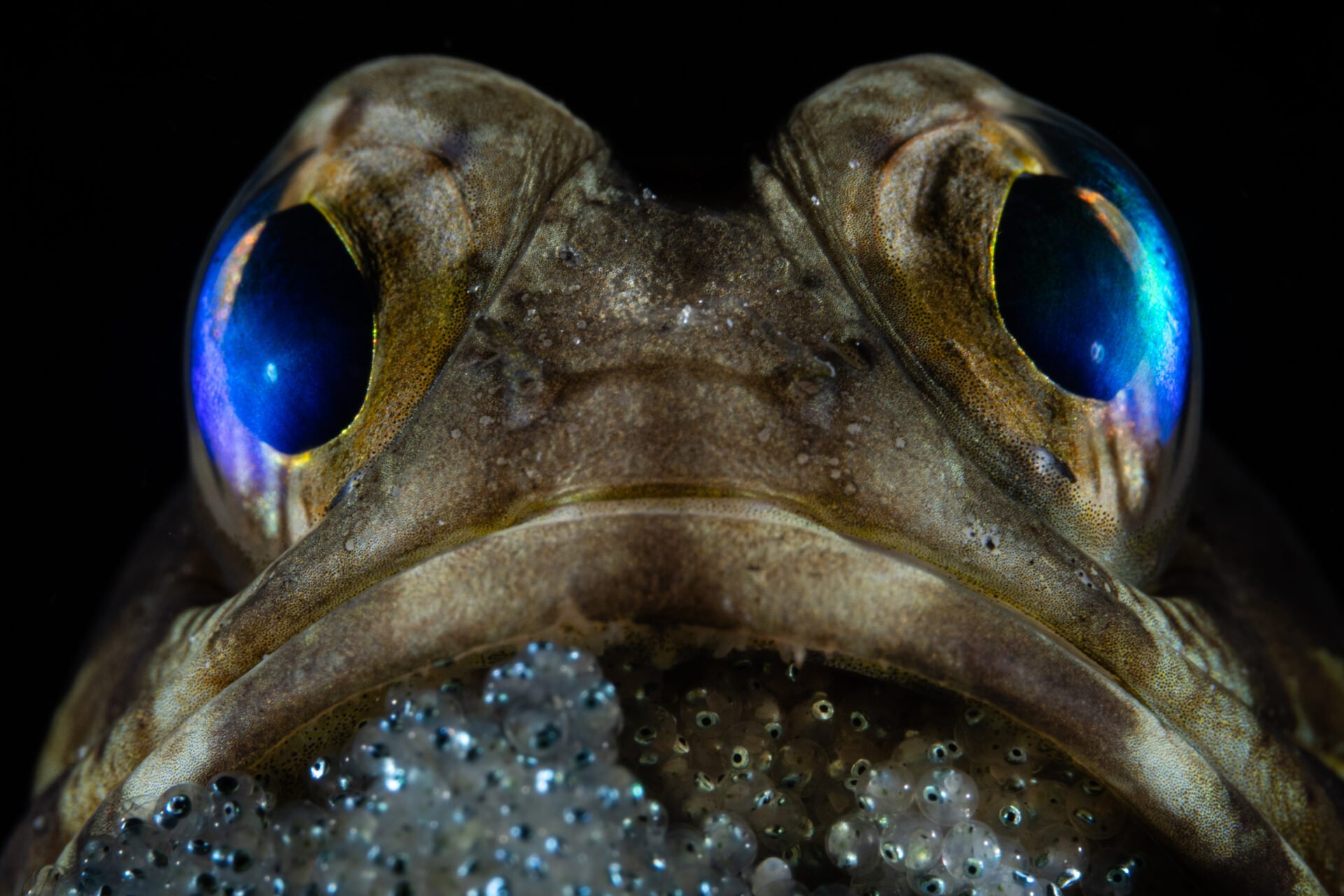Jawfish closeup 