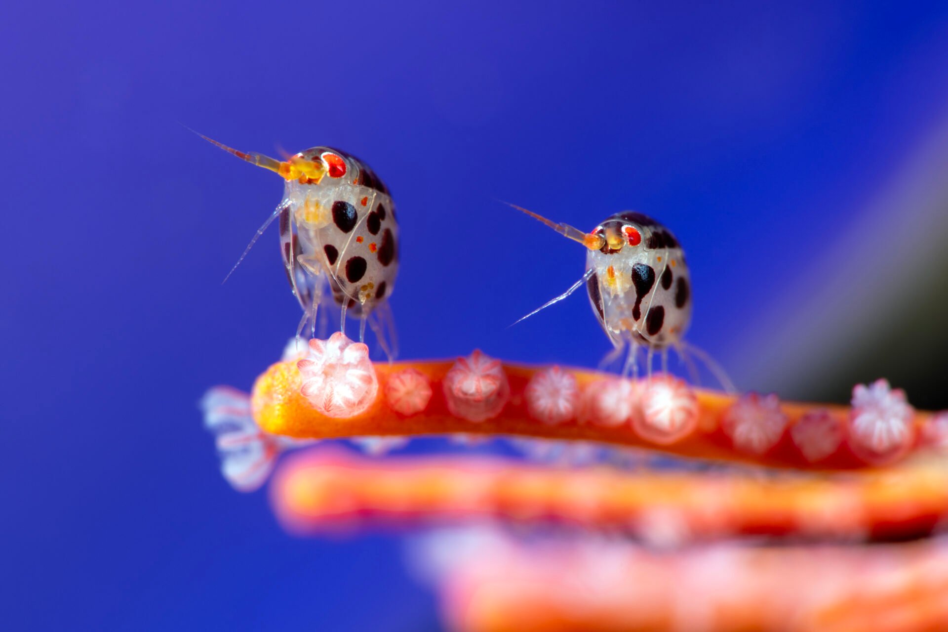 A macro photo of two amphipods from the Cyproideidae family