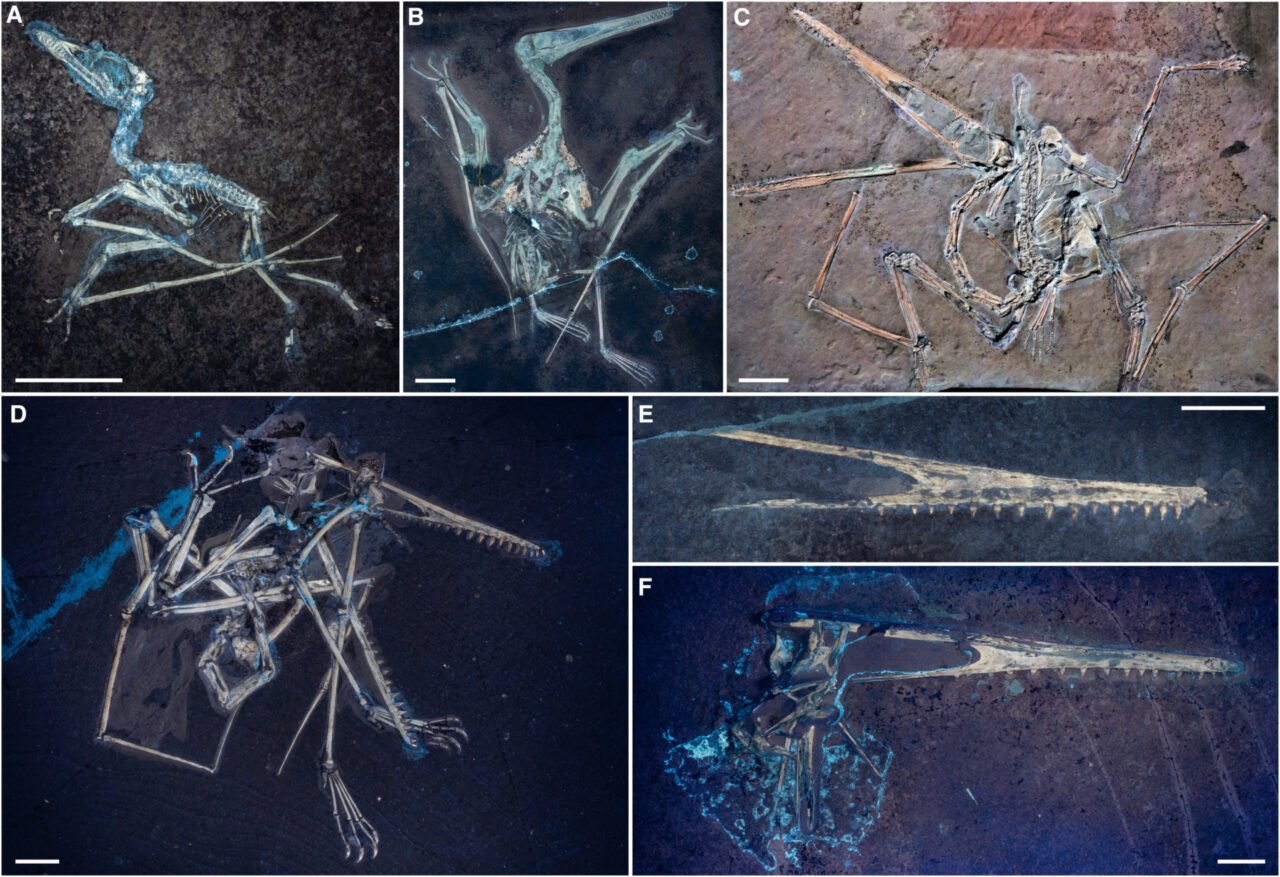 Pterosaur Fossils Under Uv Light