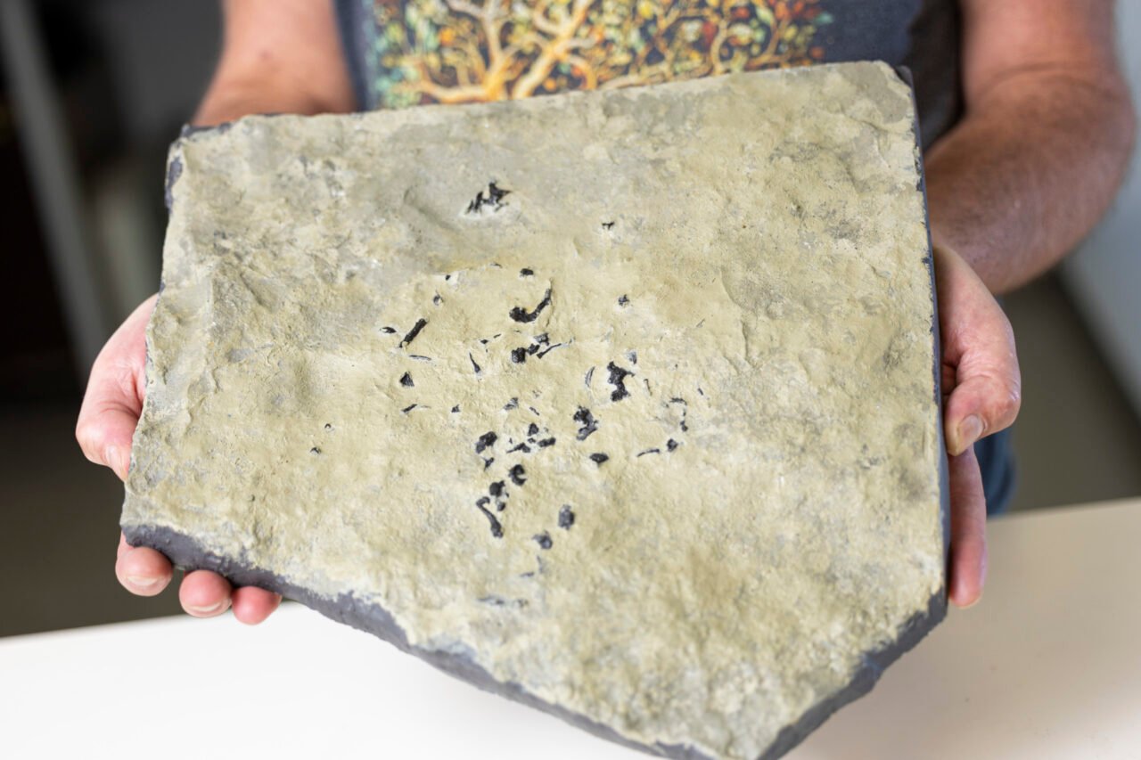 Breugnathair Elgolensis Fossil Cast