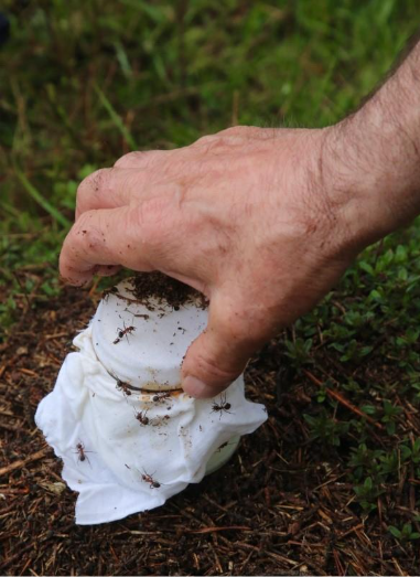 Retrieving Ant Fermented Milk