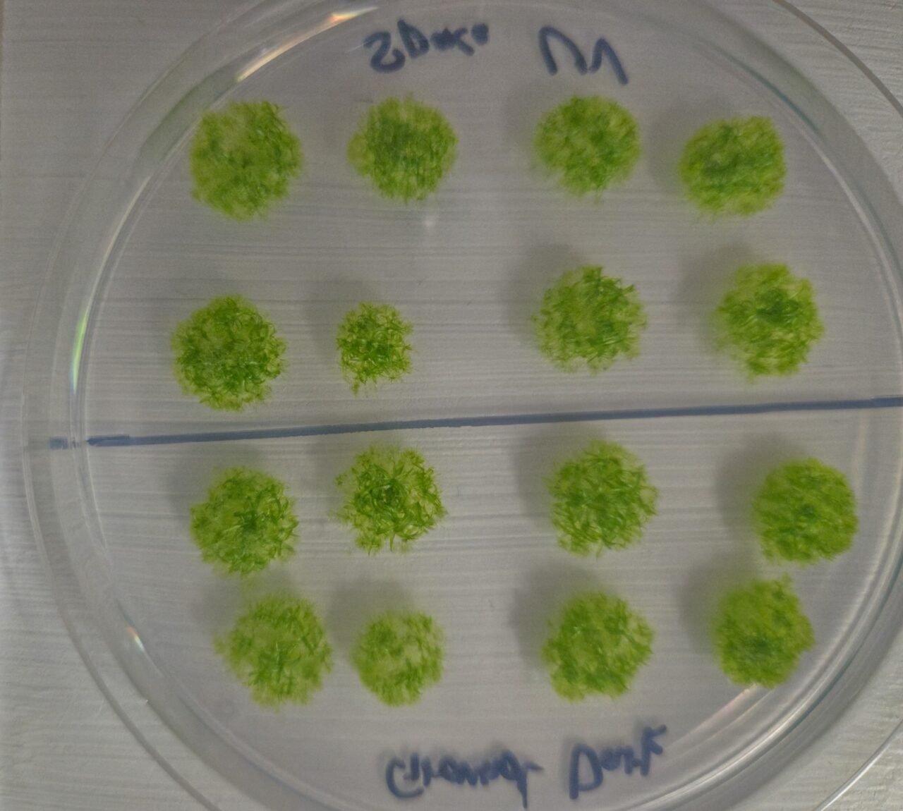 Germinated Moss Spores After Space Exposure