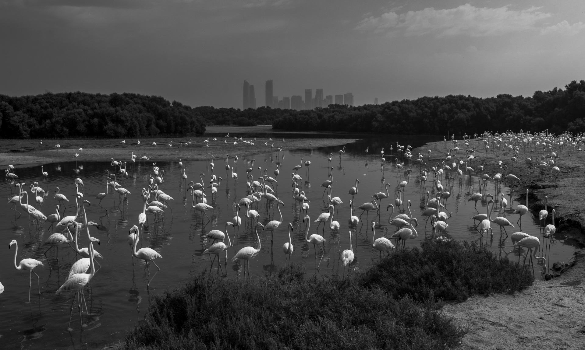 Flamingos feed peacefully against the backdrop of Dubai’s towering skyline 